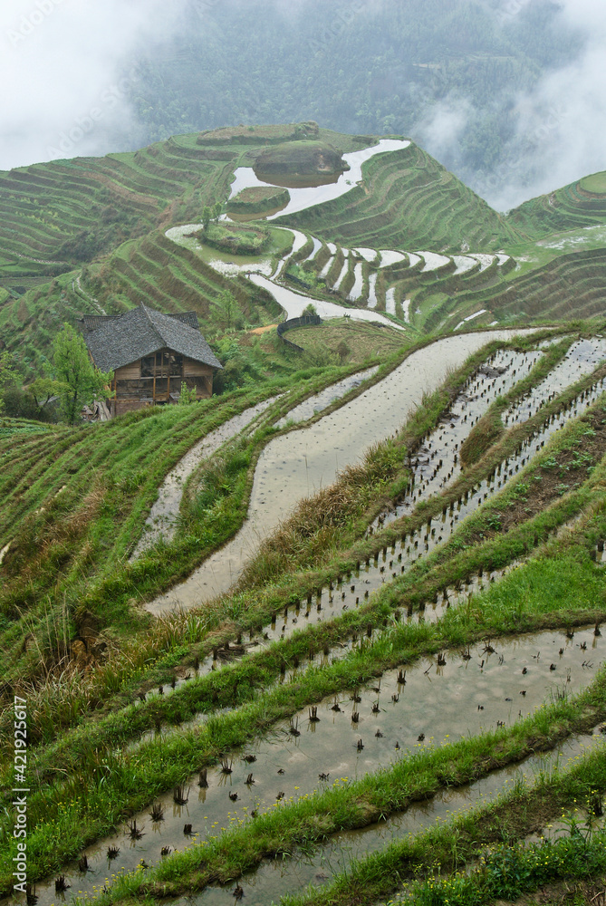 A farmer's wood house sits amid flooded and planted rice terraces in springtime as mist swirls in the valley below, Longsheng, Guangxi Province, China.