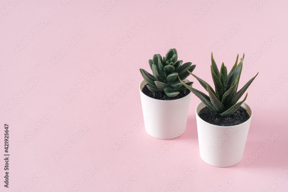 Obraz premium Two artificial green succulent flower with leaves in a pot on pink pastel background, copy space