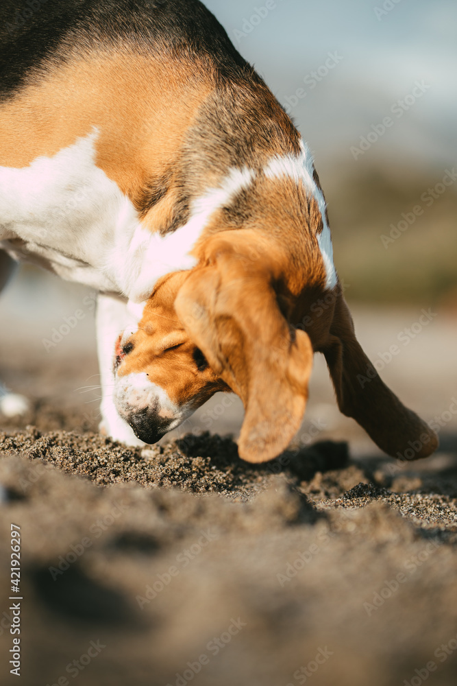 Beautiful beagle playing on the beach