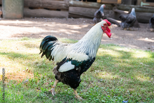 rooster in the farm