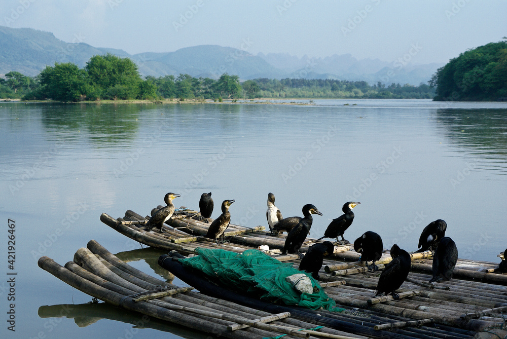 Cormorants sitting on bamboo rafts along the Li River, Daxu, Guangxi Province, China Cormorants sitting on bamboo rafts along the Li River, Daxu, Guangxi Province, China