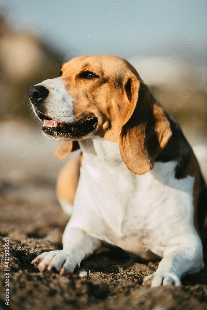 Bonito beagle tumbado en la playa 