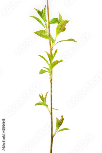 Bird cherry (Prunus padus) branch and green leaves in springtime, isolated on white background.