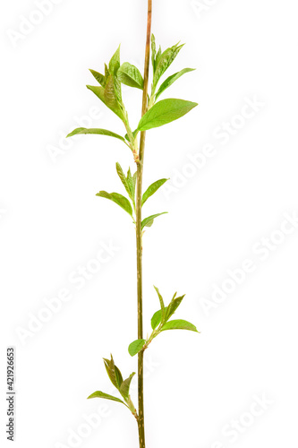 Bird cherry (Prunus padus) branch and green leaves in springtime, isolated on white background.