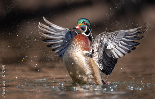 A male wood duck