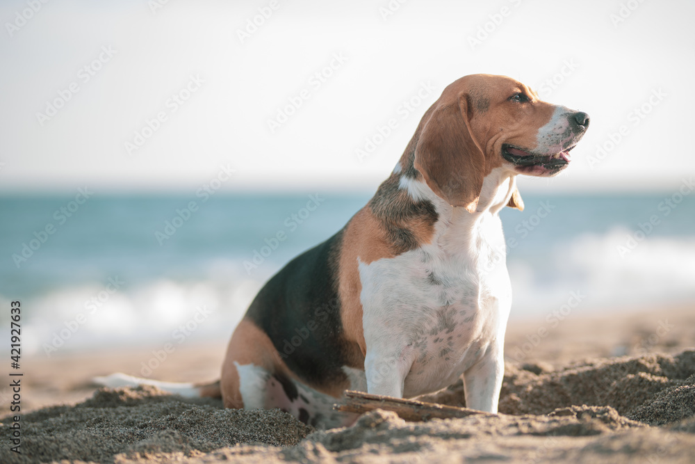 Beagle sentado en la arena cerca de la orilla del mar Beagle sentado en la arena cerca de la orilla del mar