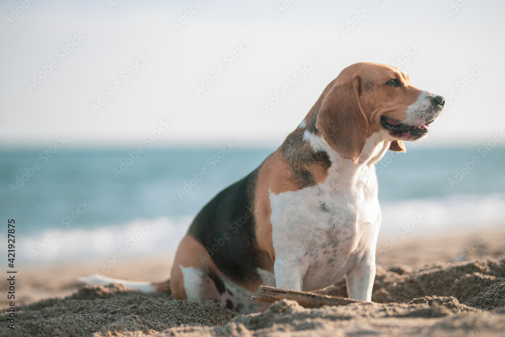 Beagle sentado cerca de la orilla del mar