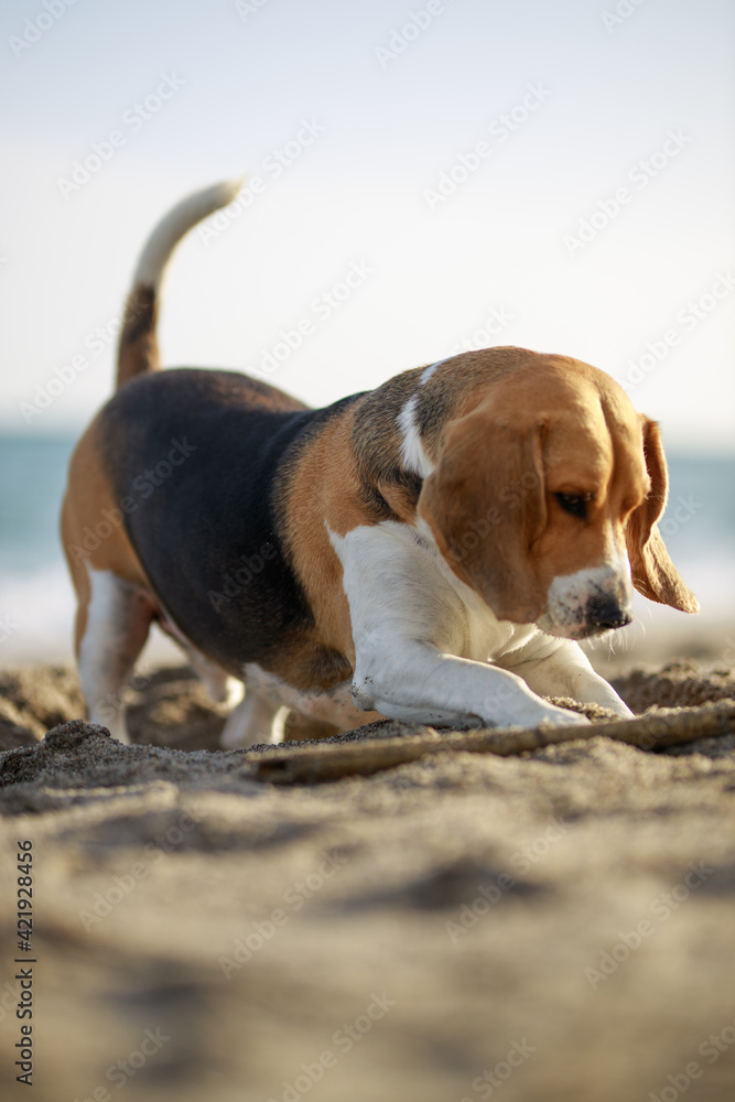 Beagle buscando algo en la arena de la playa