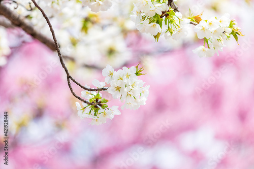 ピンクの桜を背景に咲く白の桜、日本の春 © captainT