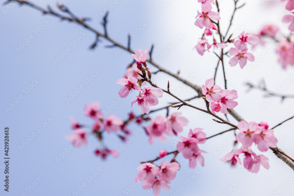 ピンクの河津桜、空背景
