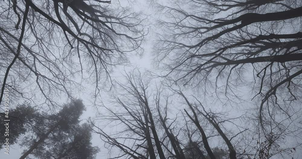 Wind blowing trees and leaves in misty forest, 4k video. Wind blowing trees and leaves in misty forest, 4k video.