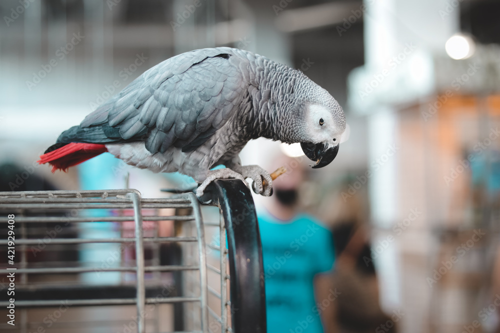 Obraz premium African Gray Parrot sits on cage and looks down. Playful and affectionate bird able to talk. loving and friendly social companion bird. stunning dusty-gray color and looks quite similar to a pigeon