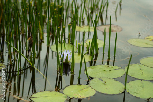 white aquatic flower with yellow core inside the river with plants around
