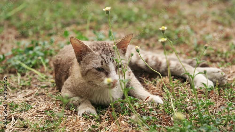 Silver cat sitting and meowing , Nice cat meowing on the Grass field. Silver cat sitting and meowing , Nice cat meowing on the Grass field.