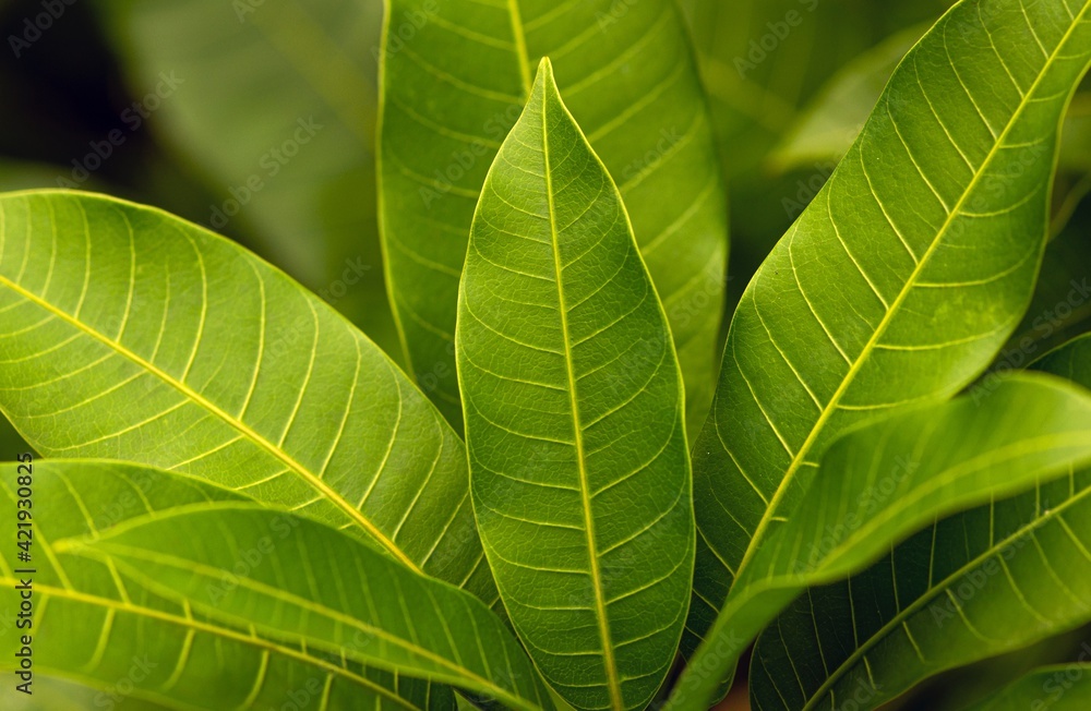 Green mango young leaves in shallow focus Green mango young leaves in shallow focus