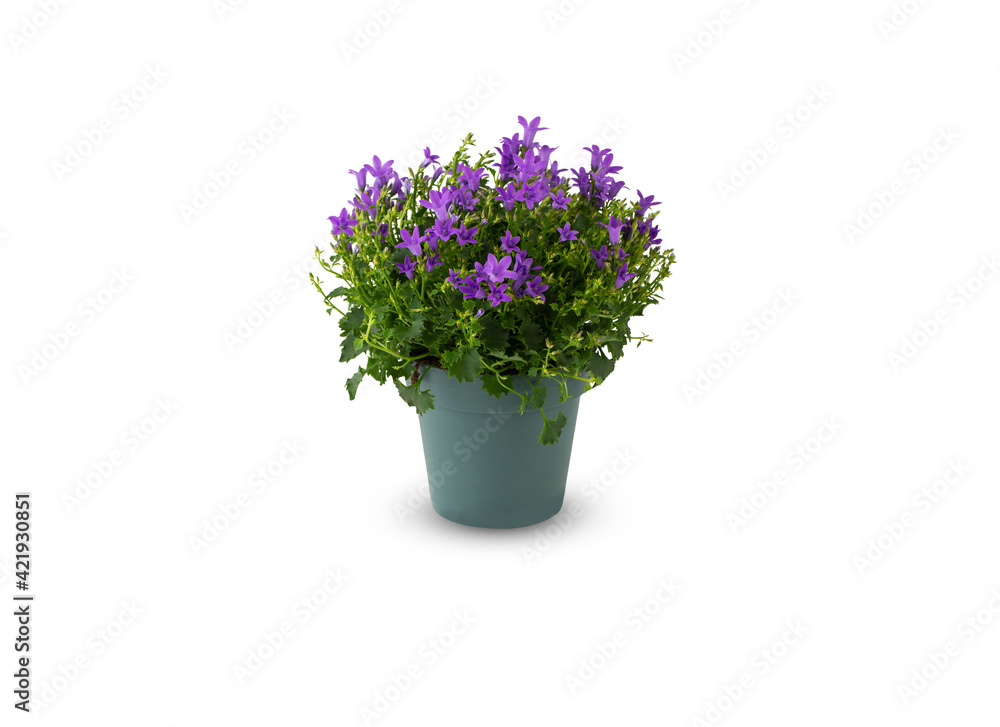 lavender in vase isolated white background with​ clipping​ path​