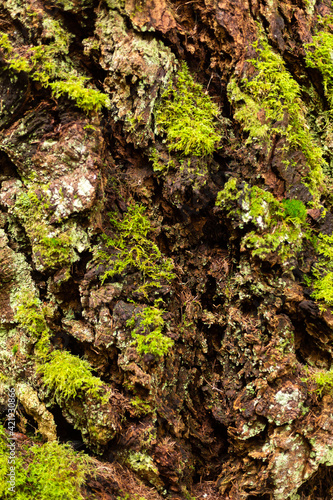 Moss on rough pine bark texture