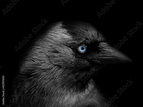 Foto close up portrait of a jackdaw head in profile with blue eyes on a black backgro