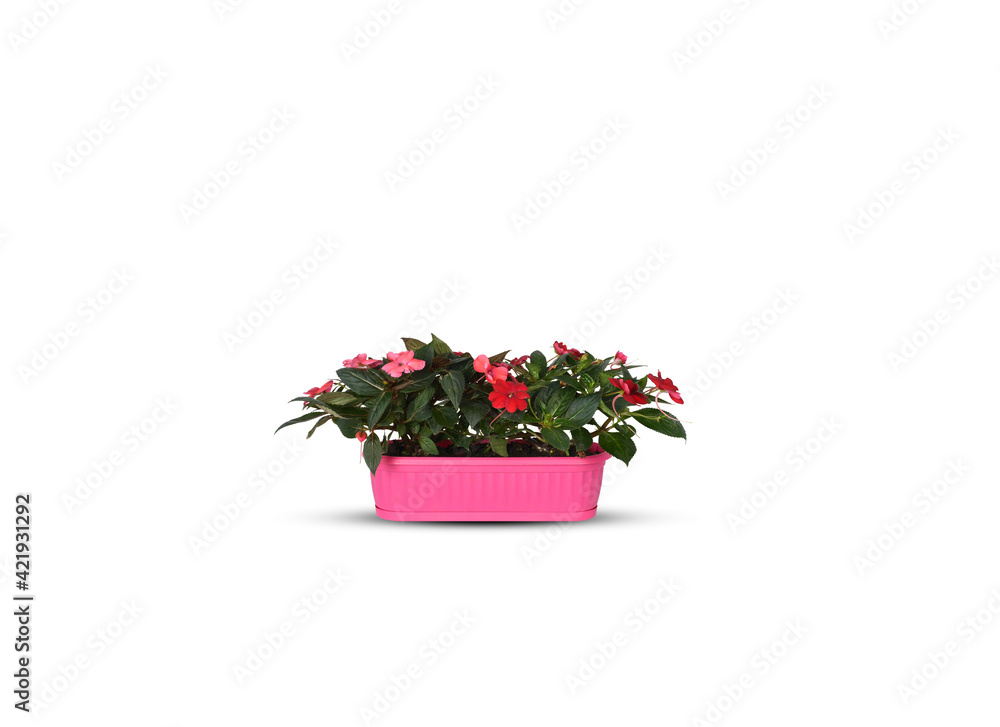 Colorful cyclamen flowers in rectangular pink pot isolated on white background with clipping path Colorful cyclamen flowers in rectangular pink pot isolated on white background with clipping path