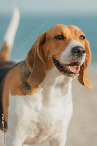 Bonito beagle feliz con mirada atenta