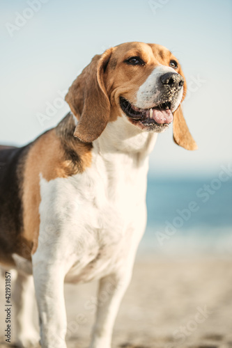 Beagle feliz en la playa