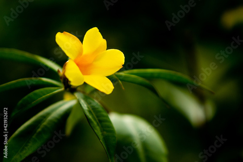 yellow tulip-shaped flower with large green leaves