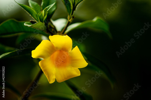yellow tulip-shaped flower with large green leaves