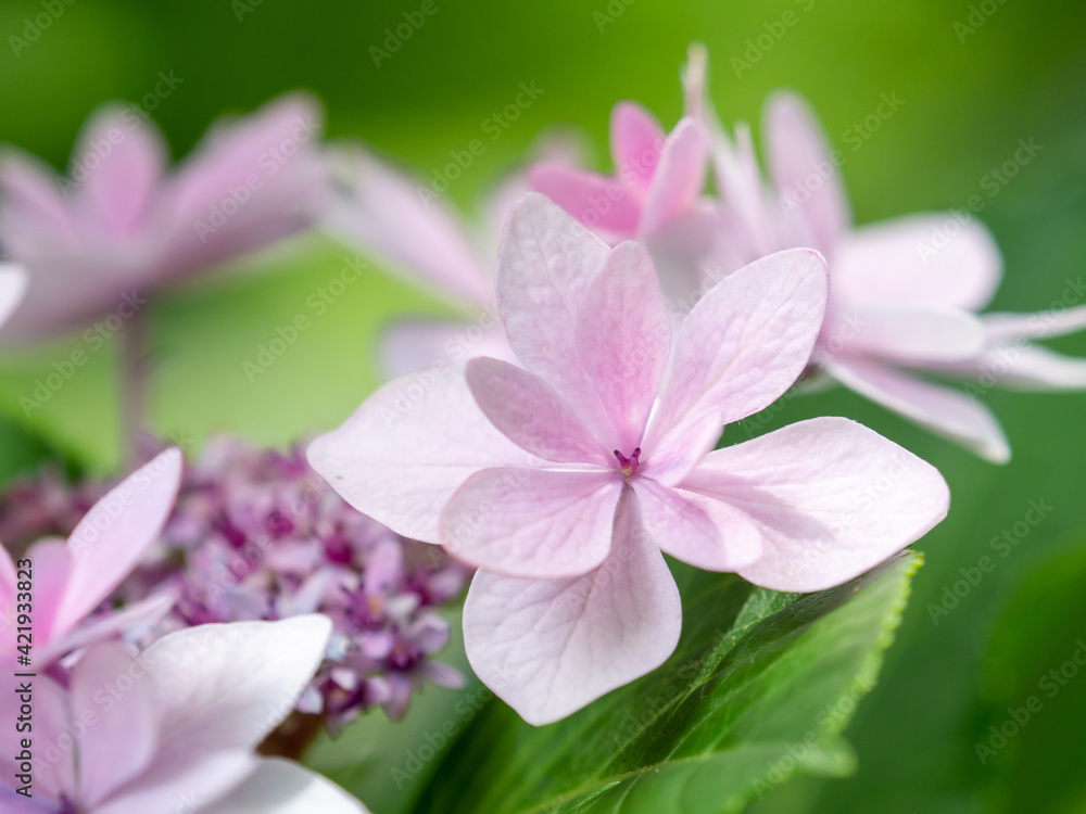 Fototapeta premium ガクアジサイの花