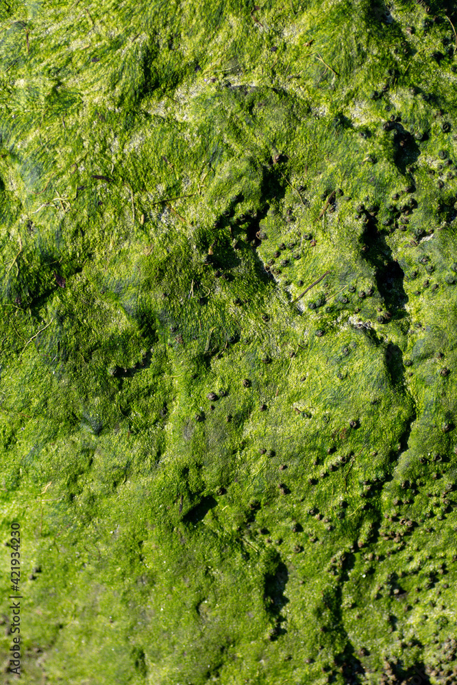 Obraz premium Lush green algae on rock texture