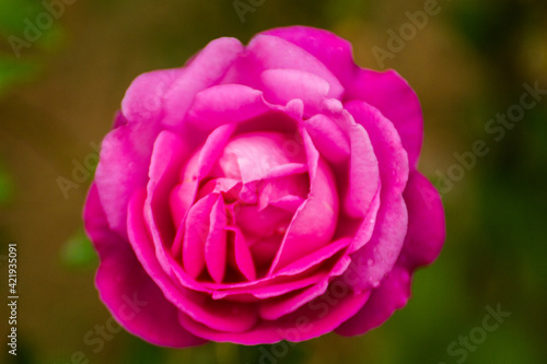 
blooming pink flower with water droplets on top of the petals