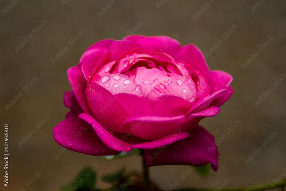 blooming pink flower with water droplets on top of the petals
blooming pink flower with water droplets on top of the petals