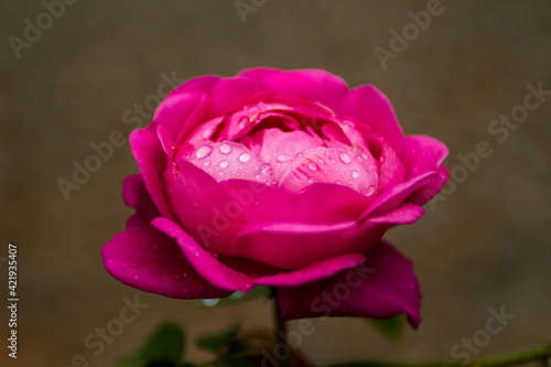  blooming pink flower with water droplets on top of the petals