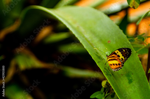 black and yellow butterfly perched on green plant