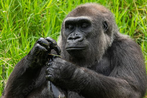 Gorila sosteniendo su pie con sus dos manos sobre césped verde © Andres 