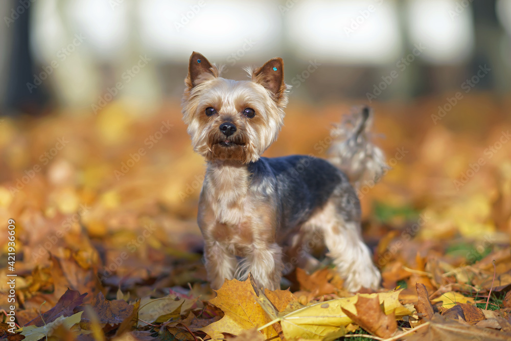 Cute Yorkshire Terrier dog with a puppy haircut and tiny blue earrings stickers on its ears posing outdoors standing on fallen maple leaves in autumn Cute Yorkshire Terrier dog with a puppy haircut and tiny blue earrings stickers on its ears posing outdoors standing on fallen maple leaves in autumn