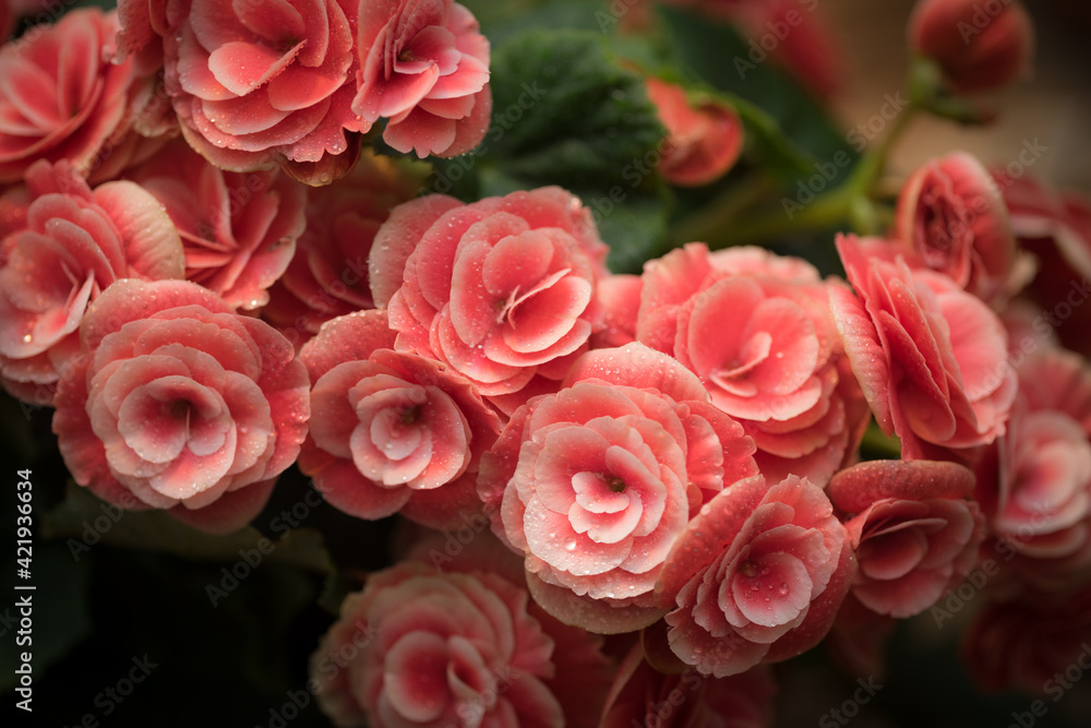 花 花
