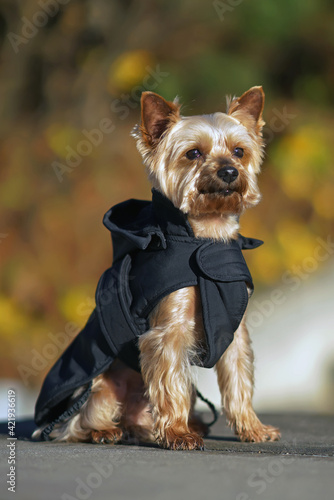 Adorable Yorkshire Terrier dog with a puppy haircut posing outdoors in a city park sitting on a concrete staircase wearing a black jacket with a hood © Eudyptula