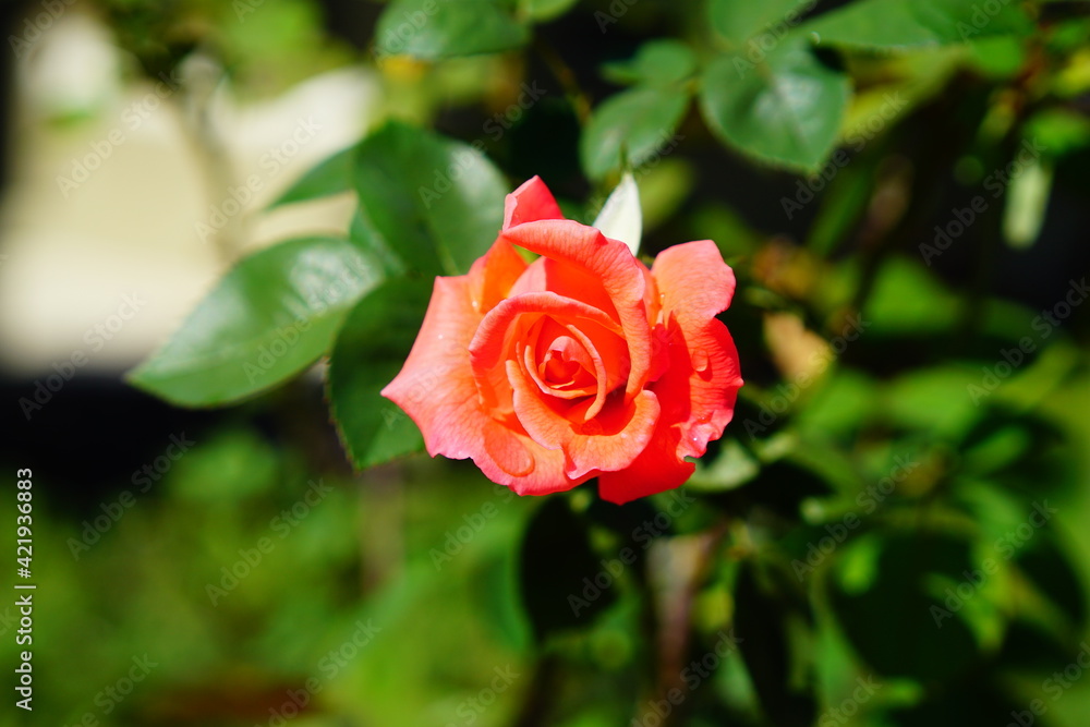 Beautiful garden rose flower and green leaf Beautiful garden rose flower and green leaf