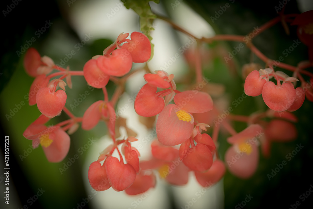 花 花
