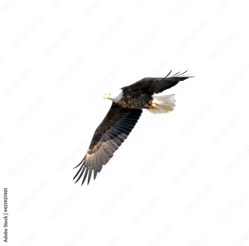 Naklejka premium Bald eagle flying against a white background in the winter in Missouri