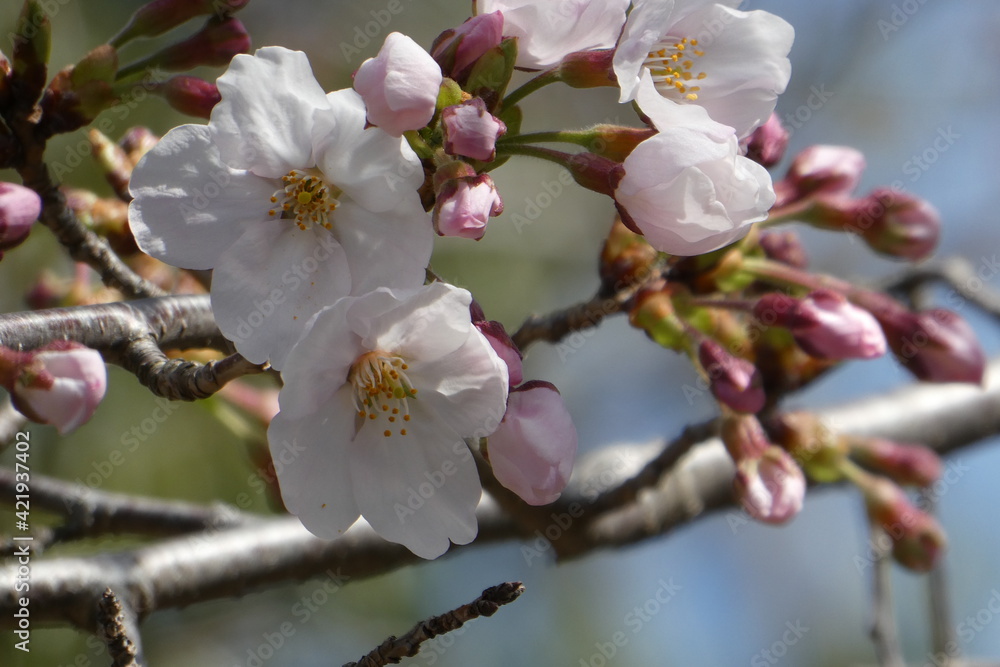 桜の花 桜の花