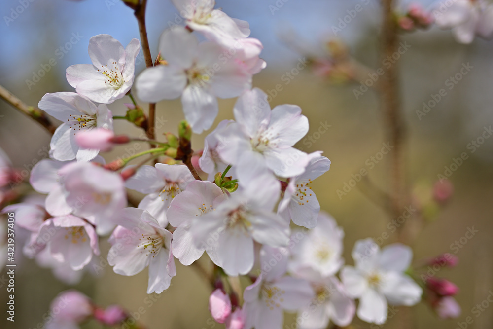 This year the cherry trees are blooming early