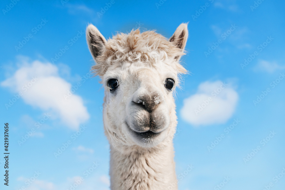 Portrait of funny smiling alpaca on the background of blue sky . South American camelid.