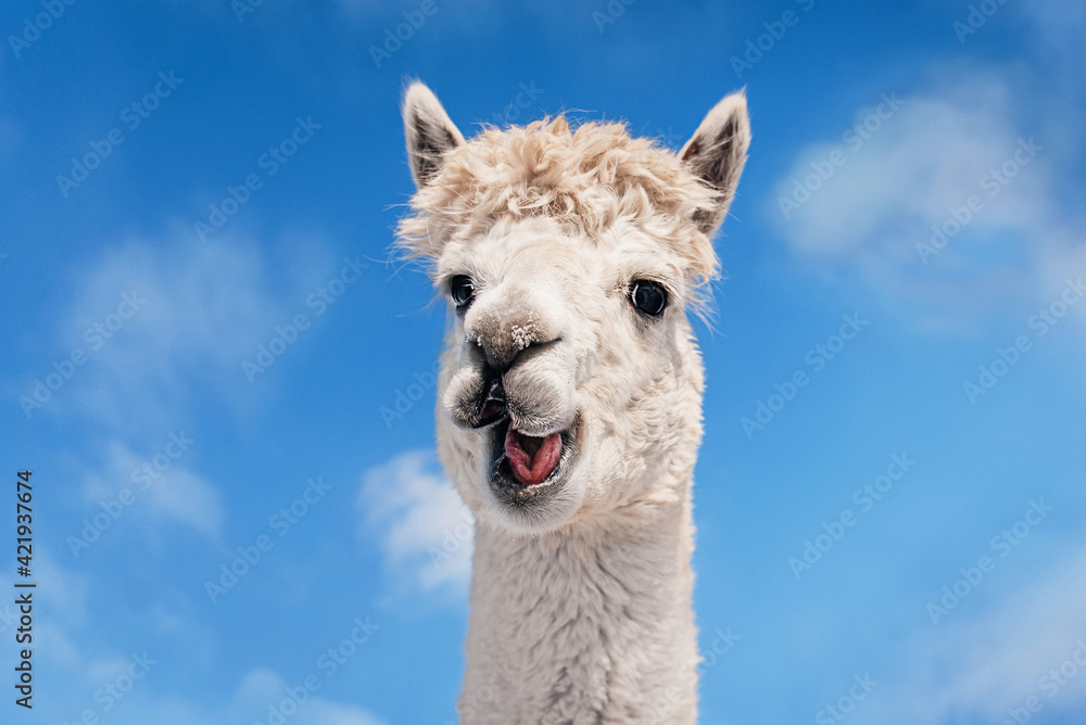 Funny white smiling alpaca on the background of blue sky. South American camelid.