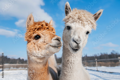 Two lovely alpacas in winter. South American camelid. photo