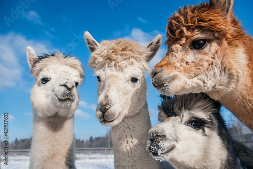 Photography Group of alpacas in winter. South American camelid.