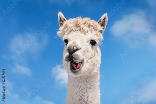 Obraz na płótnie Funny white smiling alpaca on the background of blue sky. South American camelid. w salonie
