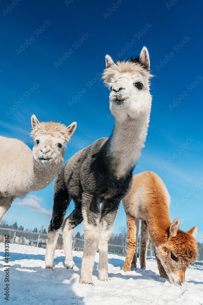 Obraz premium Group of alpacas in winter. South American camelid.