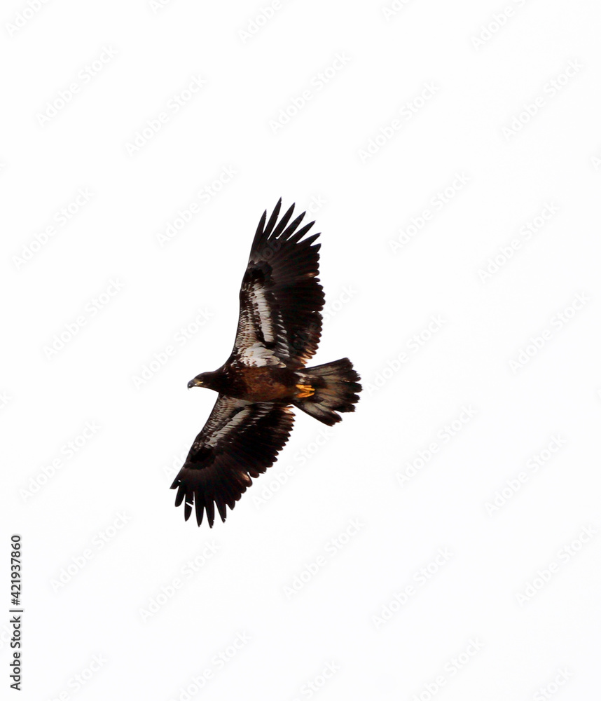 Obraz premium Young bald eagle flying against a white bachground, Missouri, Winter.