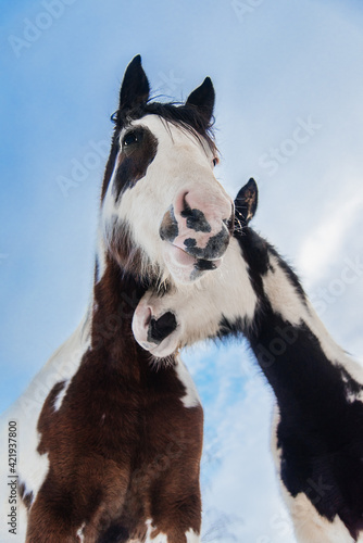 Fototapeta Naklejka Na Ścianę i Meble -  Paint horse mare together with a foal